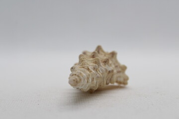 cerithium nodulosum isolated on a white background 