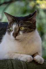 森の中の灯籠の上にちょこんと座ってるキジトラ柄とぶち猫柄の野良猫