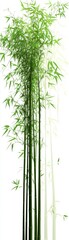 Green bamboo vector illustration with high-resolution, sharp focus, and hyper-realistic details on a white background, designed for commercial use.