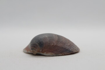 Seashell of bivalve mollusc Glycymeris nummaria isolated on a white background
