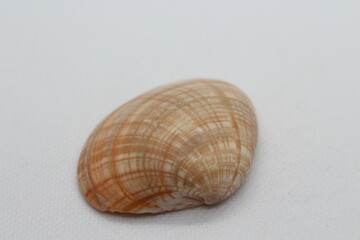 callista erycina isolated on a white background
