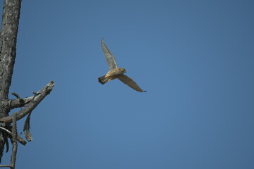 Kestrel flying