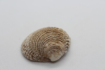 Clam, venus verrucosa, Shell isolated on a white background
