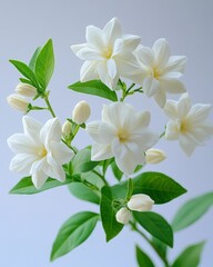 Fototapeta premium White jasmine flowers with green leaves, isolated on a pure white background, captured with fine details and soft blur to highlight delicate textures and colors.