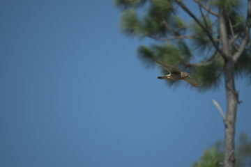 Kestrel flying