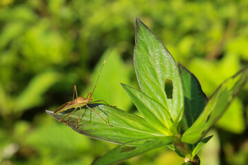walang sangit, Leptocorisa oratoria, is a pest that disturbs rice plants and is therefore an enemy of farmers