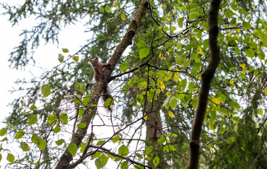Red squirrel