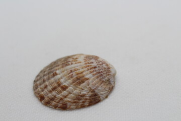 tucetona auriflua seashell isolated on a white background
