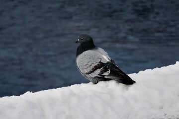 pigeon on snow