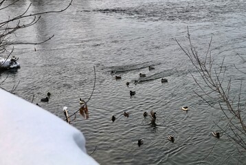 A flock of ducks is looking for food in the Irtysh River