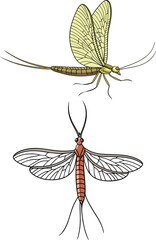 Mayfly bundle design art and illustrator eps