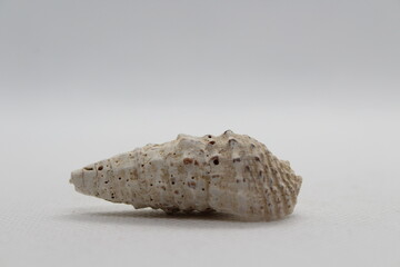 Sea snail Common cerith or European cerith (Cerithium vulgatum) isolated on a white background
