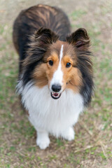 A graceful Shetland Sheepdog, or Sheltie, is featured in this photo, showcasing its elegant fur,...