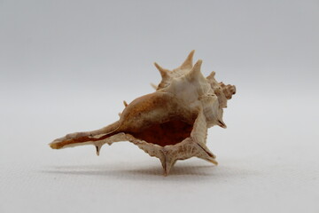 Spiny Dye Murex (bolinus Brandaris) on a white background
