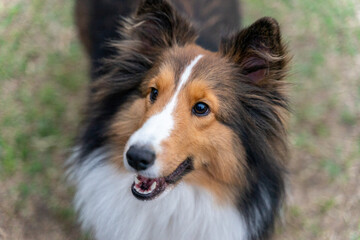 A graceful Shetland Sheepdog, or Sheltie, is featured in this photo, showcasing its elegant fur,...