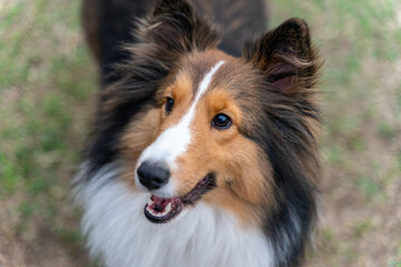 A graceful Shetland Sheepdog, or Sheltie, is featured in this photo, showcasing its elegant fur, alert eyes, and poised stance. The dog's luxurious double coat and intelligent expression