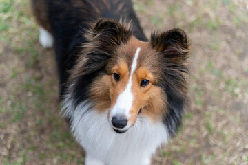 A graceful Shetland Sheepdog, or Sheltie, is featured in this photo, showcasing its elegant fur, alert eyes, and poised stance. The dog's luxurious double coat and intelligent expression