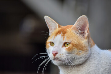 close up portrait of a cat