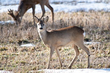 Roe deer male