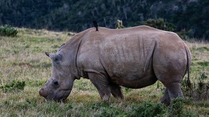 Obraz premium Side view of a rhino with its horn removed fro protection