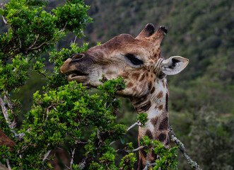 Close up of a giraffe feeding on leaves in a tree