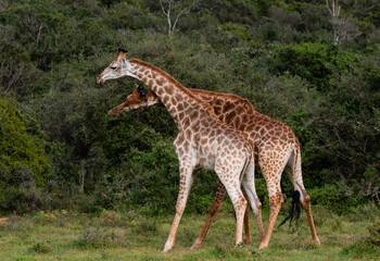 Action of two giraffe bulls fighting with green bush background