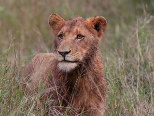 Portrait of a young male lion in long green grass