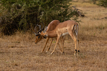 Two  impala rams fighting with their horns tangled
