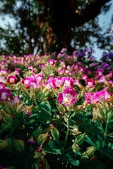 pink flowers in the garden