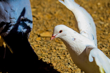 pigeon on the ground