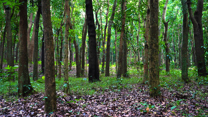Obraz premium Calm Forest with Dense Trees and Fresh Greenery in Natural Daylight