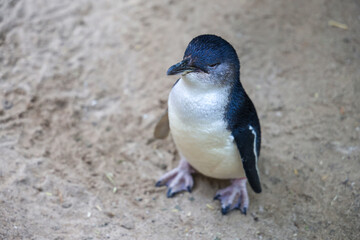 The Fairy penguin or blue penguin is so cute and local animal in phillip island,Australia