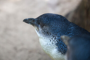 The Fairy penguin or blue penguin is so cute and local animal in phillip island,Australia