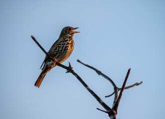 Song thrush singing