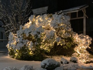 Obraz premium Beleuchteter Strauch im Garten, vor altem Fachwerkhaus im tiefen Schnee Leuchtet in der Dunkelheit