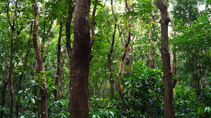 Obraz premium Lush Green Forest Scene with Tall Trees and Abundant Vegetation