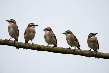 Fototapeta premium Serene Perch: A Line of Small Birds on a Moss-Covered Branch