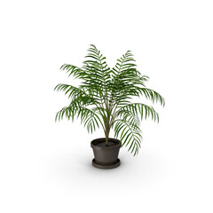 Obraz premium Parlor palm in pot