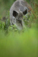 Dzik euroazjatycki, dzik, (Sus scrofa) © Bartosz Rakoczy