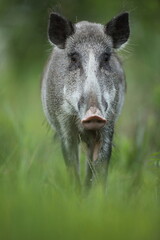 Dzik euroazjatycki, dzik, (Sus scrofa) © Bartosz Rakoczy