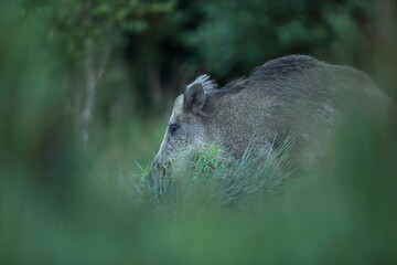 Dzik euroazjatycki, dzik, (Sus scrofa) © Bartosz Rakoczy