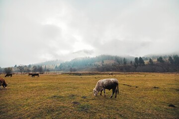 Cows roam freely across a lush green meadow under a soft blanket of fog, with hills rising...