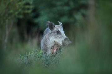 Dzik euroazjatycki, dzik, (Sus scrofa) © Bartosz Rakoczy