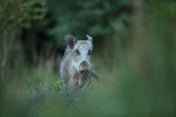 Dzik euroazjatycki, dzik, (Sus scrofa) © Bartosz Rakoczy