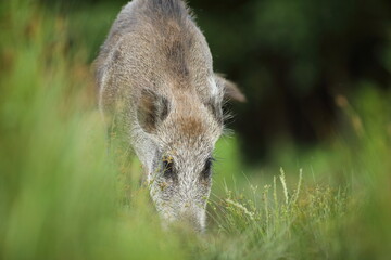 Dzik euroazjatycki, dzik, (Sus scrofa) © Bartosz Rakoczy