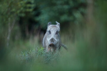 Dzik euroazjatycki, dzik, (Sus scrofa) © Bartosz Rakoczy