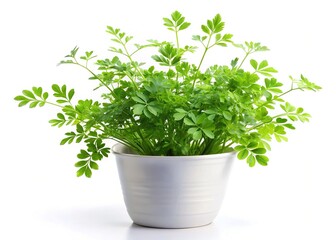 Fototapeta premium White Planter with Common Rue Herb Isolated on White Background - Architectural Photography