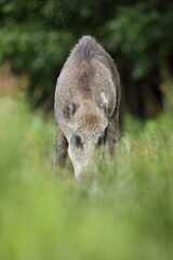 Dzik euroazjatycki, dzik, (Sus scrofa) © Bartosz Rakoczy