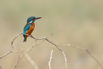Naklejka premium Vibrant Kingfisher Perched on a Curved Branch