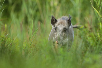Dzik euroazjatycki, dzik, (Sus scrofa) © Bartosz Rakoczy